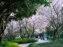 -南山植物园