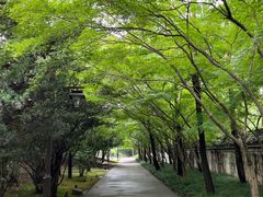 -鲁镇