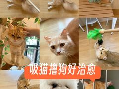 -唐小姐の私宠·宠物洗护美容·撸猫馆·购宠(周浦万达旗舰店)