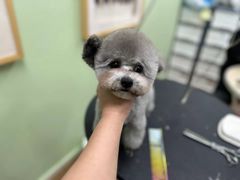 -鑫艺宠物美容培训学校