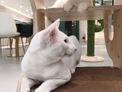 -飞行喵MR PILOT|猫舍·猫咖(静安大融城店)