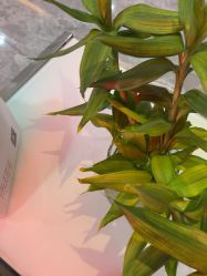 -碧莲盛·不剃发植发