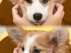 -有喵·猫咖·狗咖·30几只猫10只小狗(岗厦店)