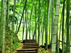 -祁门牯牛降观音堂风景区