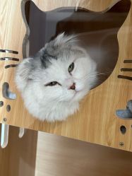 -懒猫摄影studio写真馆