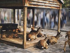 -长白岛森林公园