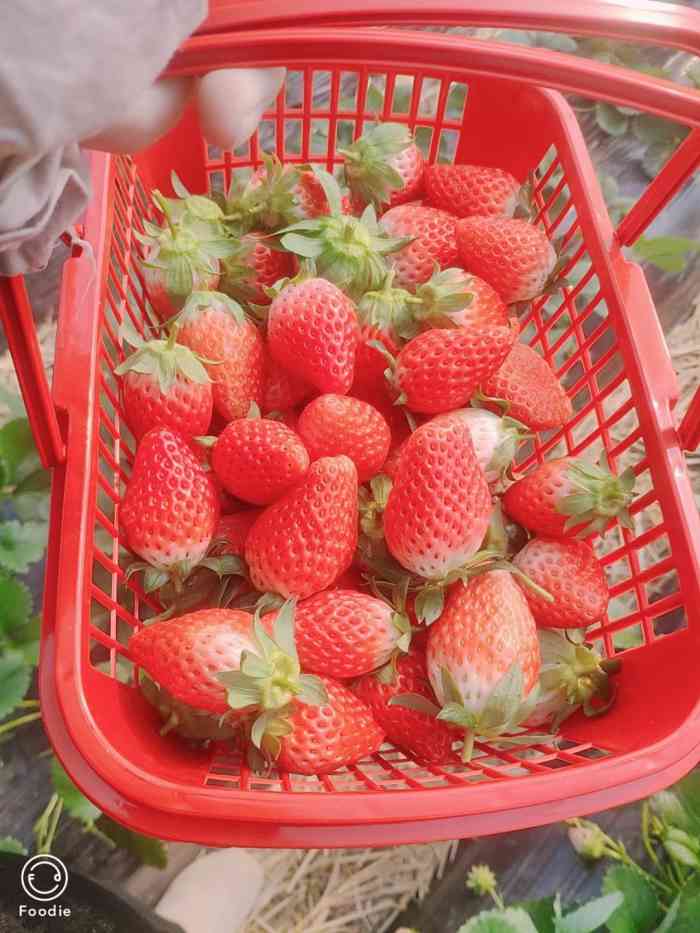 宝山凤冠奶油草莓基地-"一年去采一次草莓,今年去的比较晚,是周六.