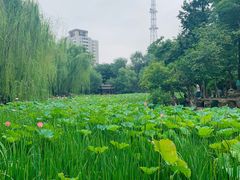 -莲湖公园
