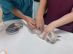 -中农大我爱我爱动物医院·核磁CT·猫病·24小时夜诊中心(石佛营店)