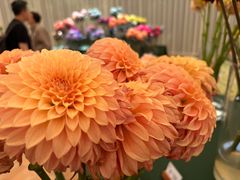 -上海鲜花港
