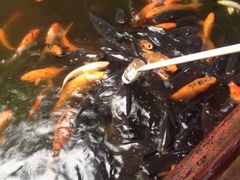 iphone_upload_pic-望江楼公园