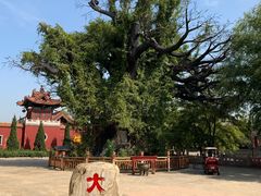 -大槐树寻根祭祖园