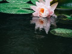 -龙头寺公园