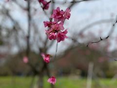 -天适樱花悠乐园