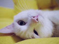 -PETKIT小佩宠物(古北店)