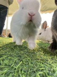 点击看大图 -萌宠亲子动物乐园(槐房万达店)