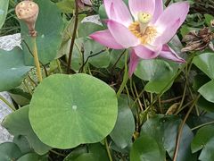 -小仙居·农家宴烤羊· 农庄