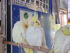 -山东柏宁水族批发广场