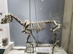 -国家自然博物馆