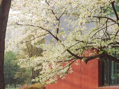 -四川大学(望江校区)