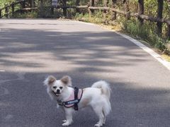 -武陵山森林公园