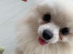 -乐琪宠物医院·犬猫专科·骨外科·急重症