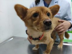 -汪喵宠物医院·骨科心脏影像·犬猫急重症ICU诊疗中心(成华分院)