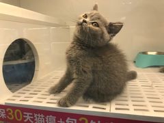 -lincat·猫舍(广州店)