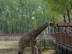 -北京野生动物园