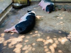 -海南热带野生动植物园