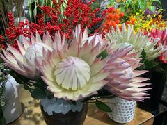 -双季花艺园艺市场(浦东店)