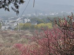 -香雪海