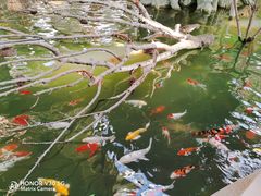 -南宫五洲植物乐园