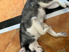 -more than meow吴止猫主题餐厅(承德 中船汇店)