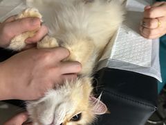 -安安宠医宠物医院·异宠·犬猫内科(岳阳分院)