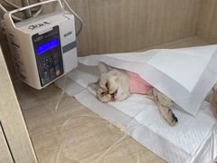 -北京观赏动物医院·24小时大型综合·猫专科·异宠专科