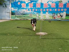 -宠物寄养训练学校