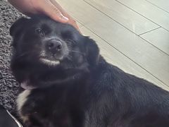 -上海西上海奥杰奥迪汽车销售有限公司(真如店)