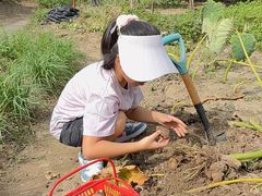 -樂桃源奉贤黄桃种植采摘基地