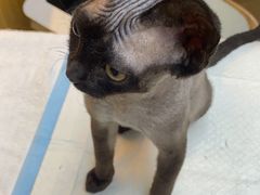 -宠颐生宠物医院·心肾内科·猫专科诊疗中心宠巢店