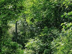 -杭州半山国家森林公园