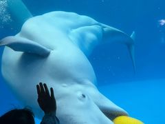-海合安成都极地海洋公园