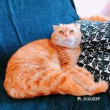 4年前家人在宠物店看到它，说是原来的家庭不能再养猫