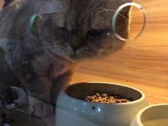 -喵百万·布偶·蓝金金渐层英短·猫舍(百子湾店)