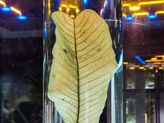 -广东中医药博物馆