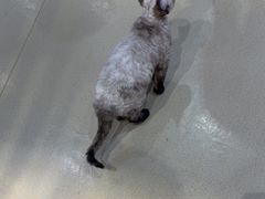 -藏猫猫咖啡主题馆(中央大道店)