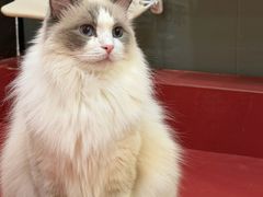 -和它·交个朋友·狗咖猫咖(爱琴海店)