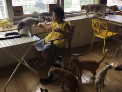 -Cappucimeow猫咪咖啡馆(韦伯时代店)