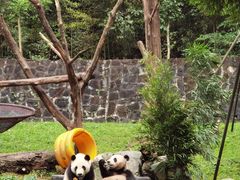 -都江堰中华大熊猫苑