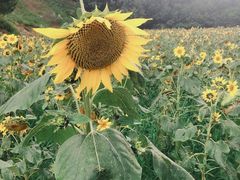 -广州市流溪河国家森林公园